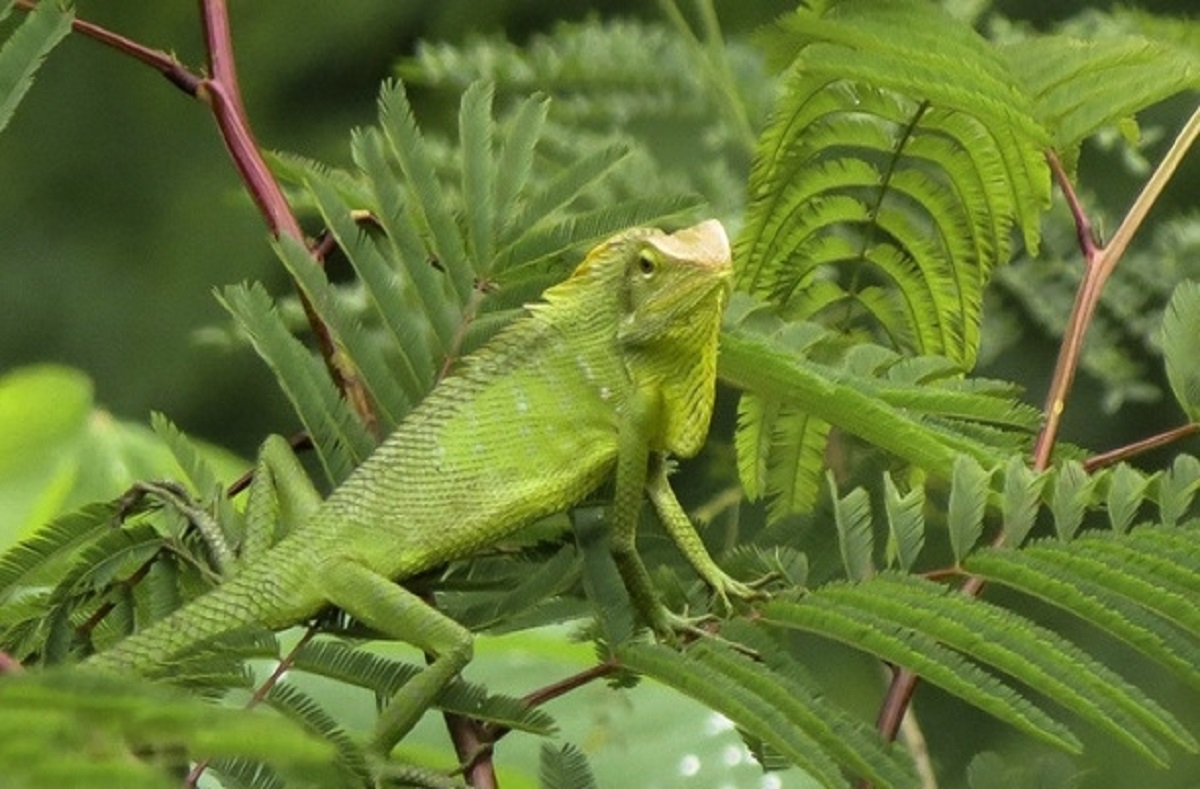 Hukum Berkilah